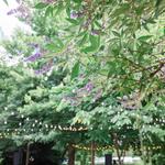 Rosie's Wine Garden