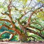 Angel Oak Tree