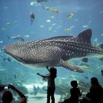 Georgia Aquarium
