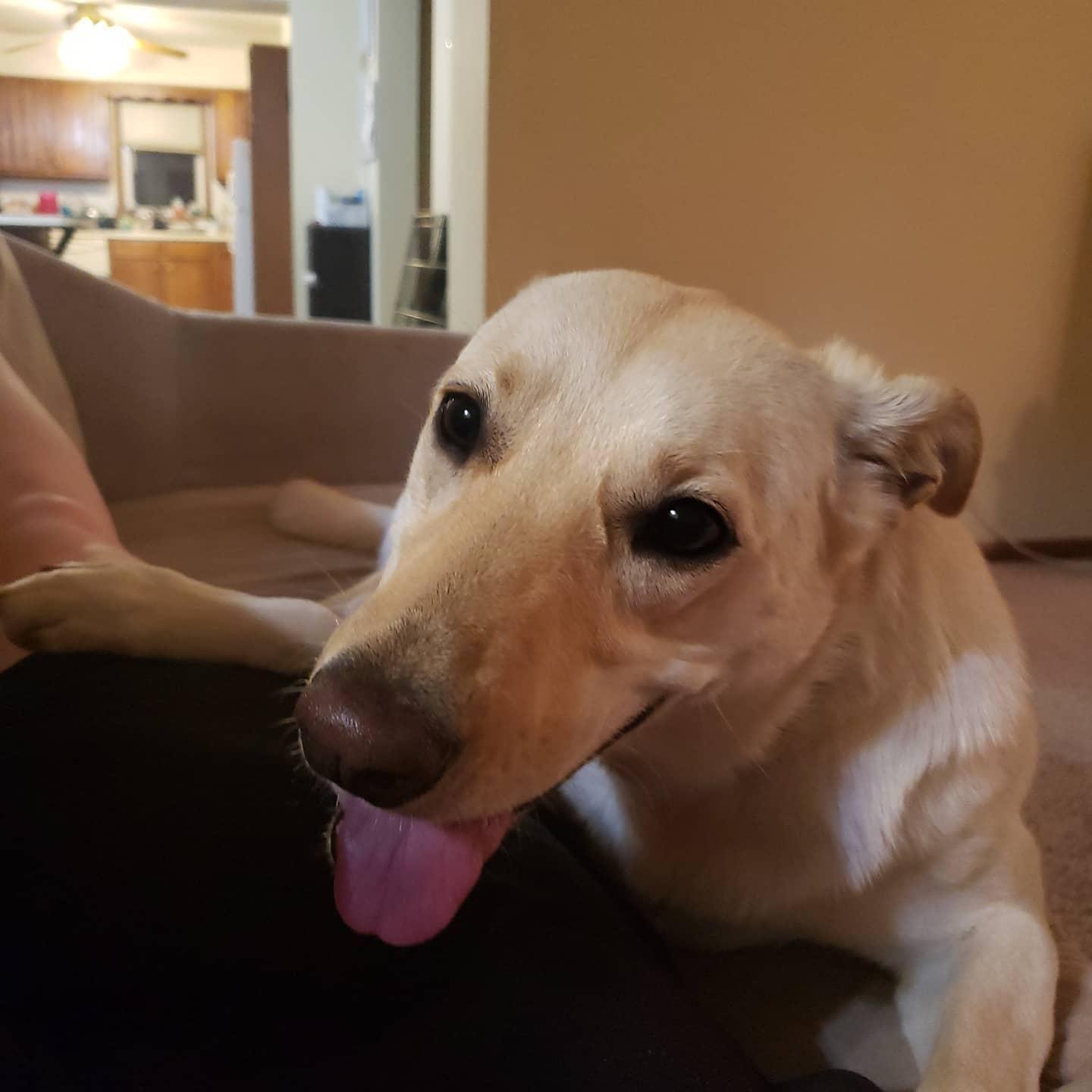 Luna (Our First dog)