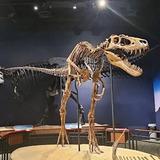 Burpee Museum of Natural History