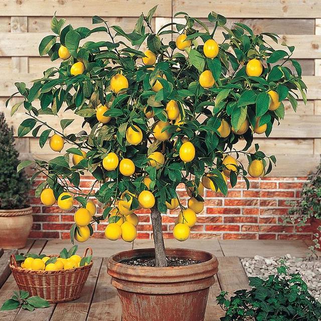 Meyer Lemon Tree from our local nursery