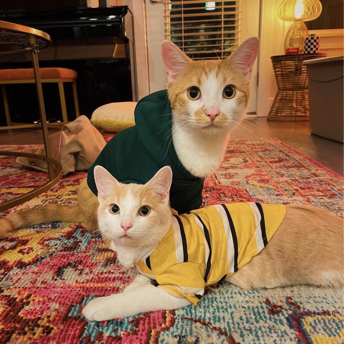Our fur babies, Colby Jack and Johnny Cash!