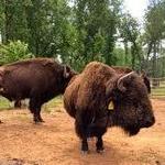 Virginia Bison Company at Cibola Farms