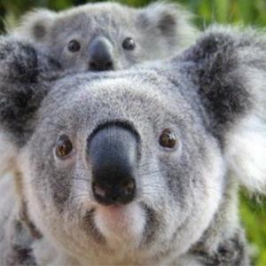 Wild Australia Experience, Taronga Zoo Sydney