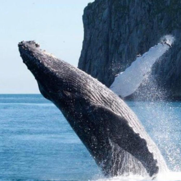 Whale-watching in Alaska