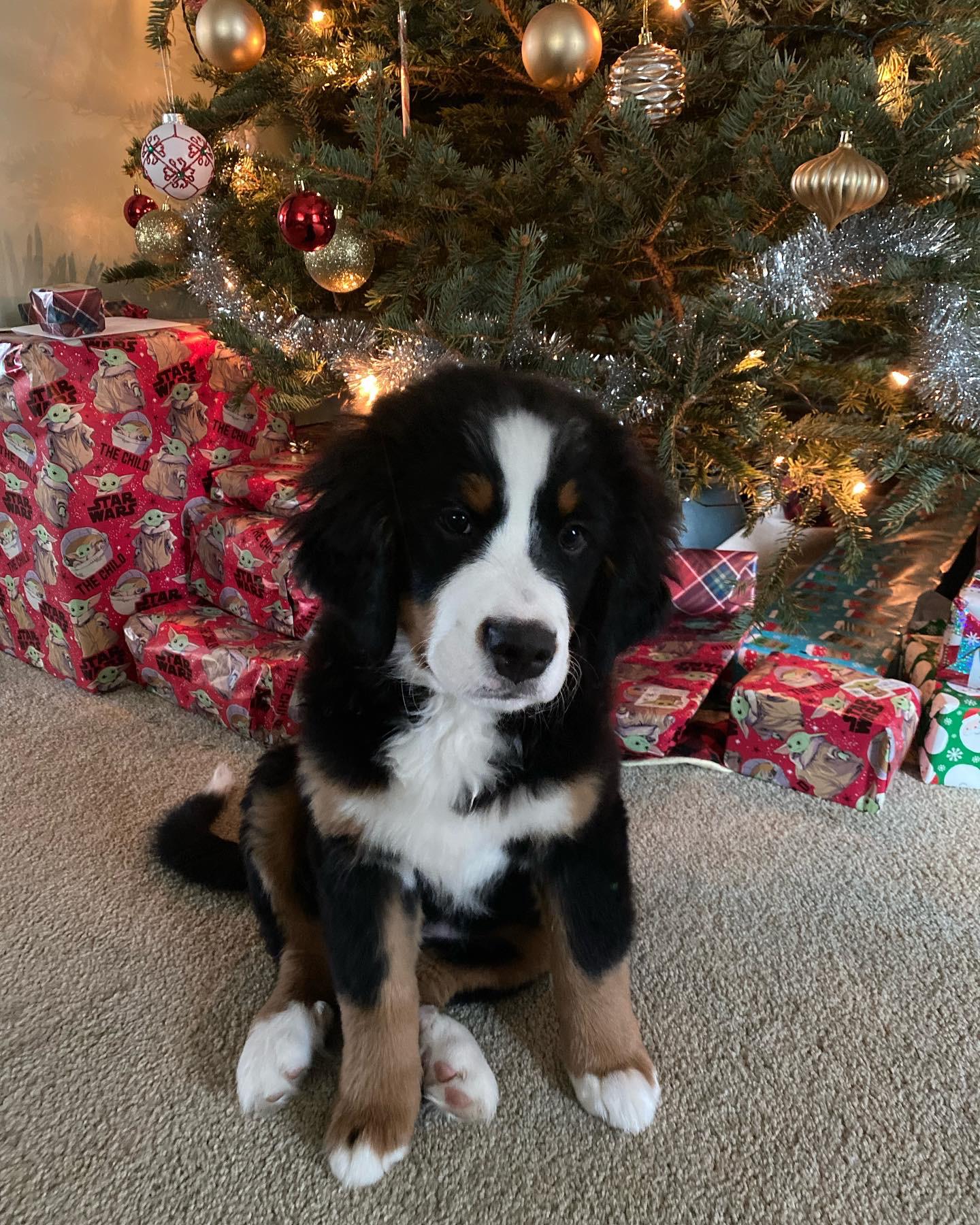 Our second born, Stella.