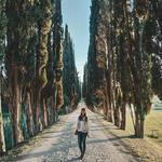 Cypress tree lined road
