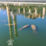 Manatee Viewing Center