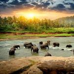 Pinnawala Elephant Orphanage