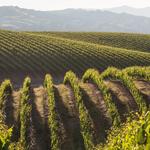 Sonoma Wineries