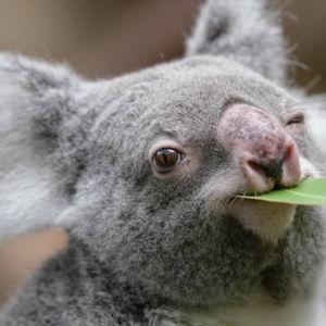 Brisbane Koala Sanctuary