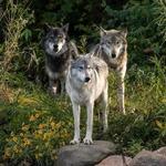 Wolf Park
