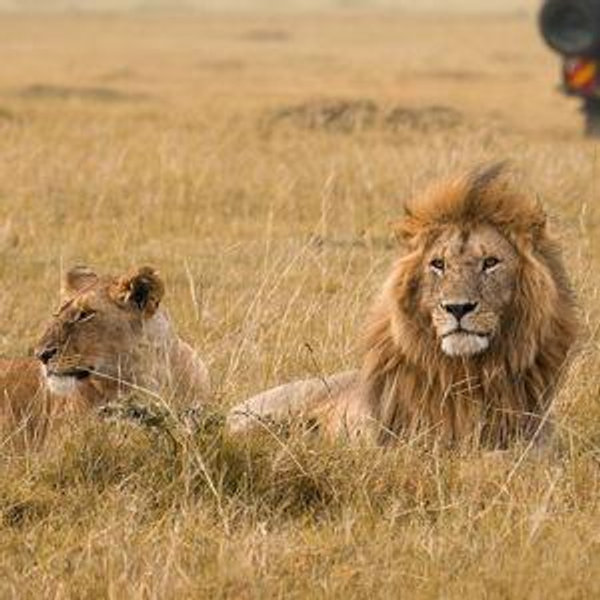 Masi Mara