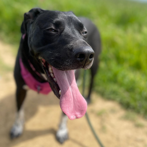 Willow’s Treat Fund