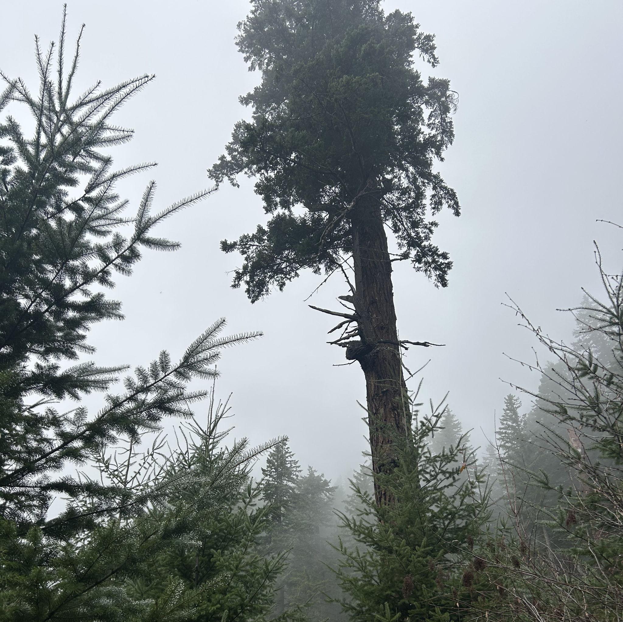 The "Grandma Tree" Coos County