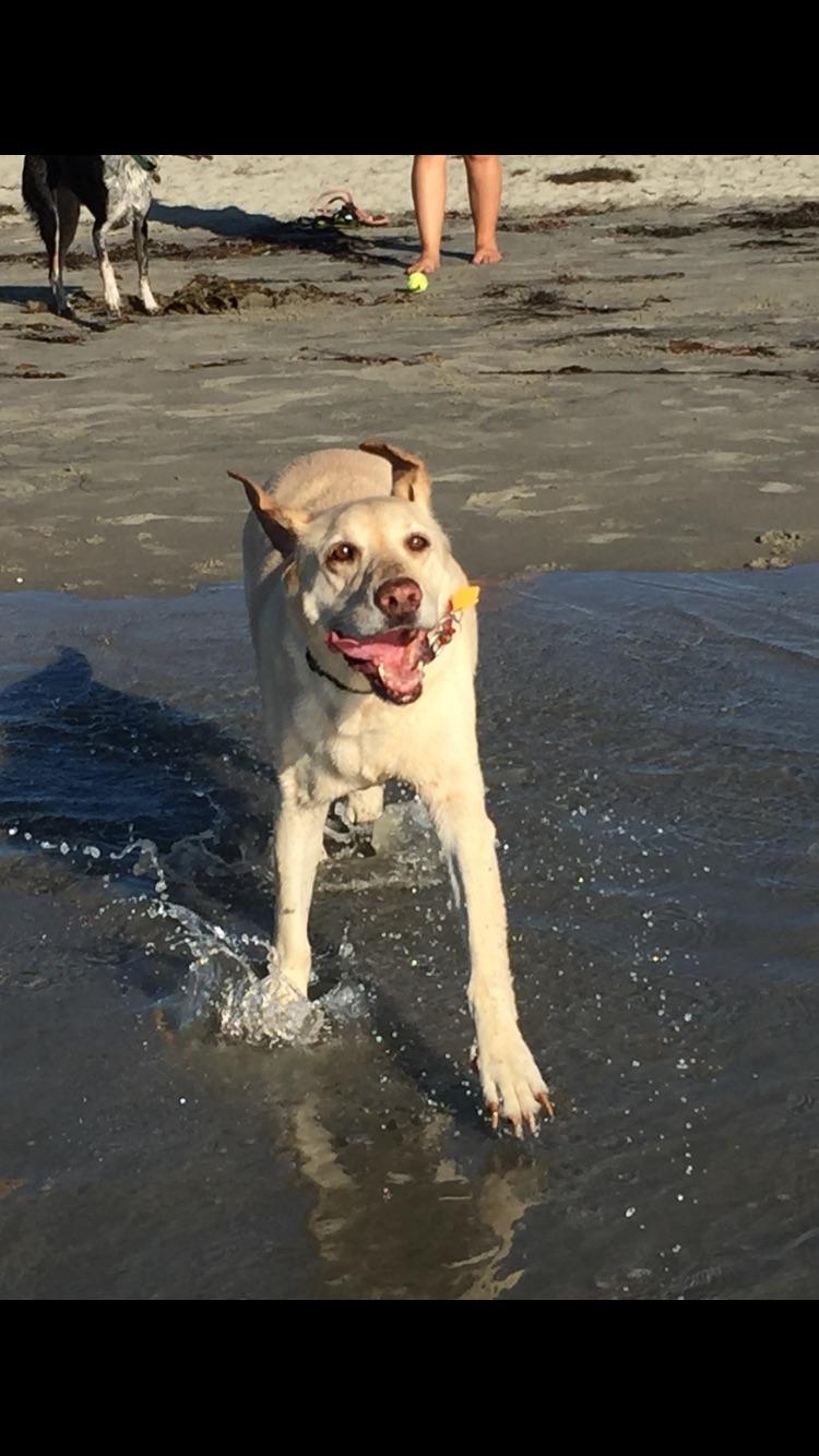 The Wedding Website of Mary Howard and Yvette Love