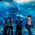 Shedd Aquarium