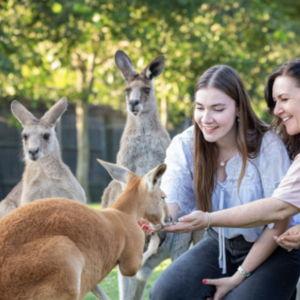 Free Range Kangaroos at Lone Pine Koala Sanctuary