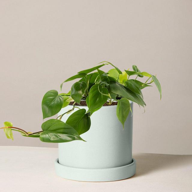 Philodendron Green