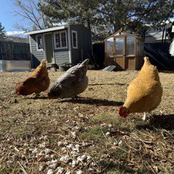 Homestead Fund