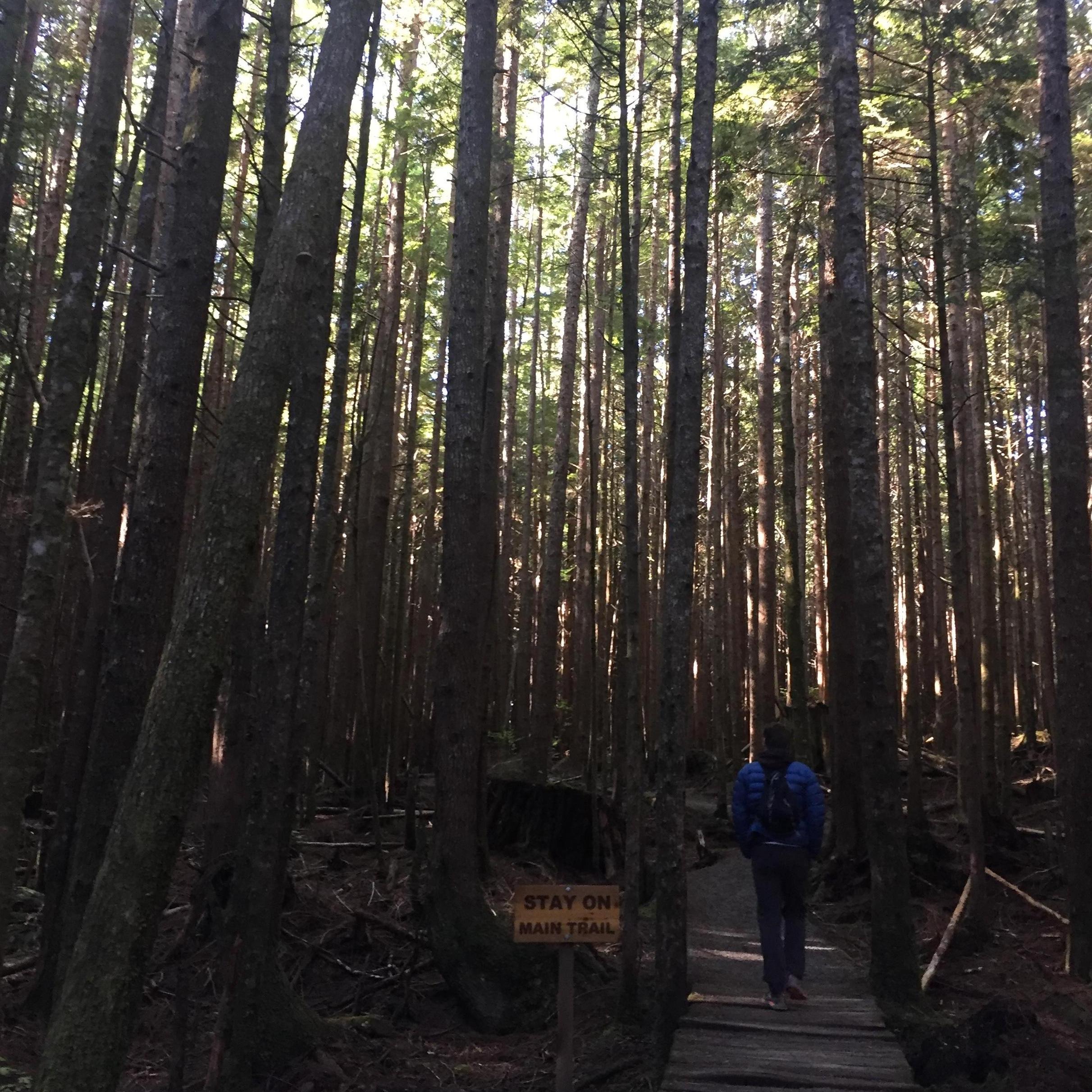Tyler headed out into the woods on one of the hikes we did on the Olympic Peninsula.