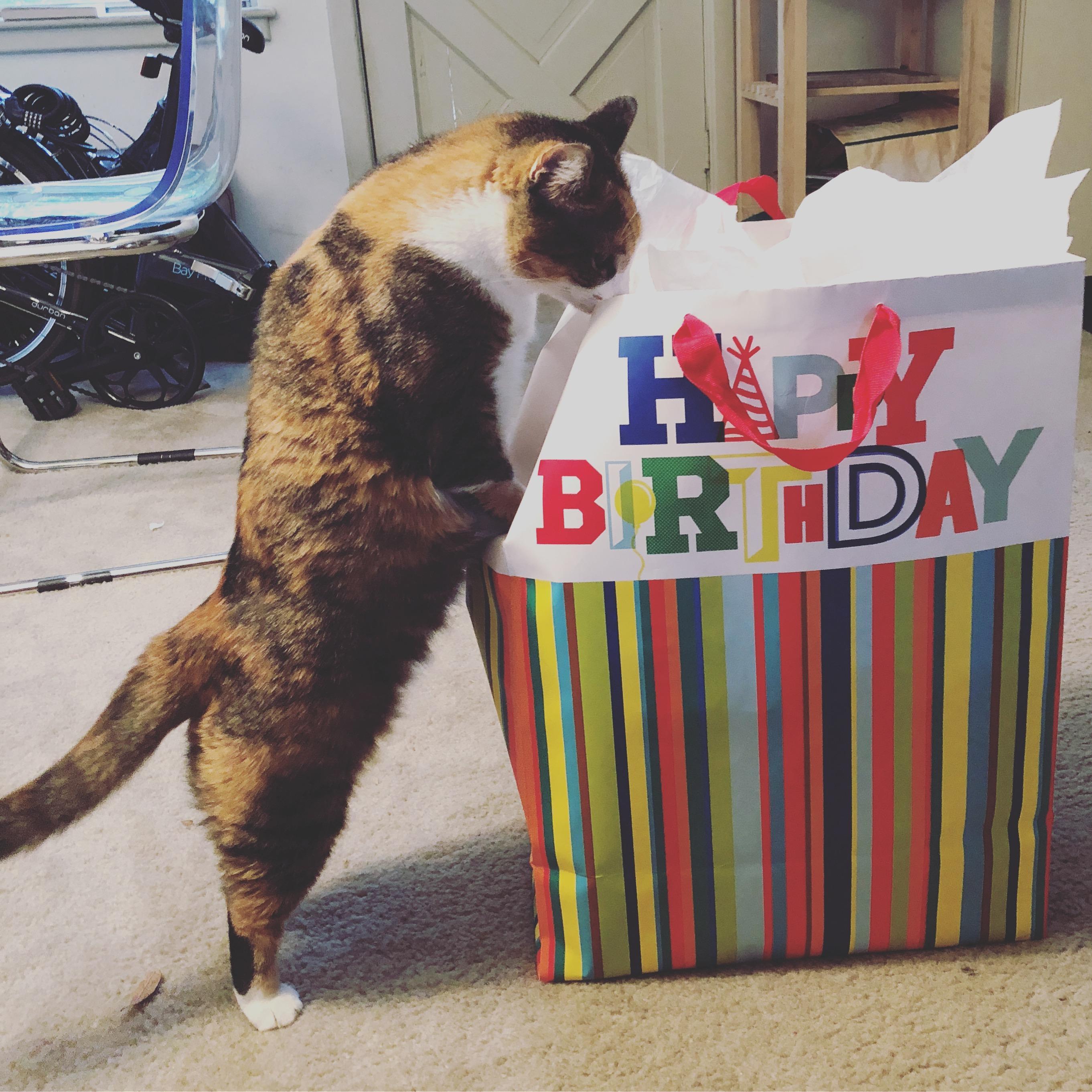 Because you can't have too many cat photos.