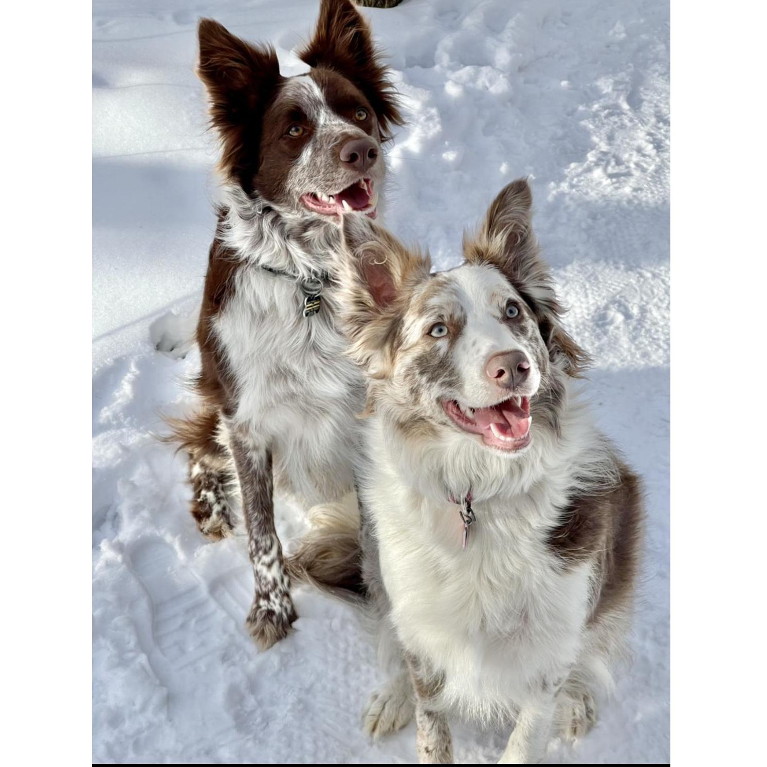 Sidney and Harley