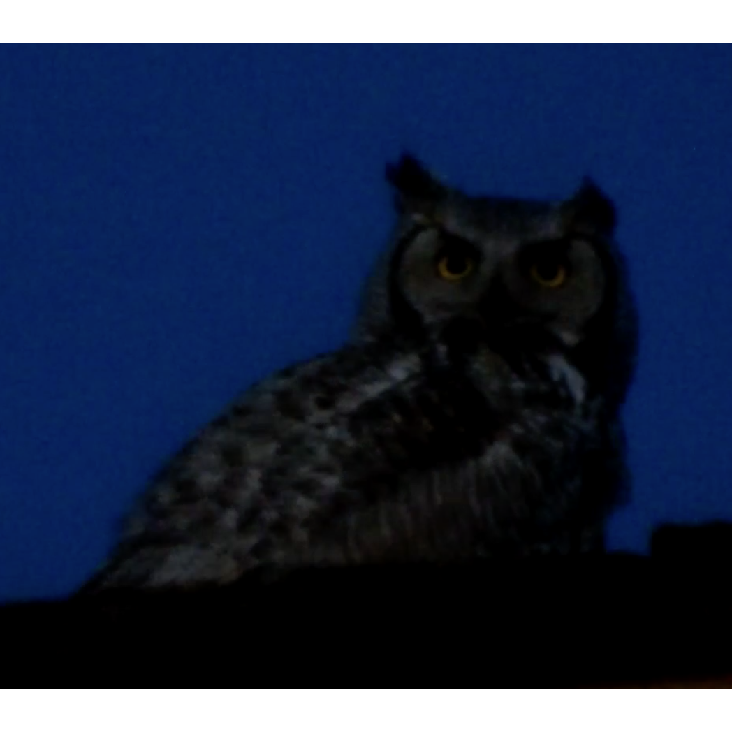 Great Horned Owl at Minidoka