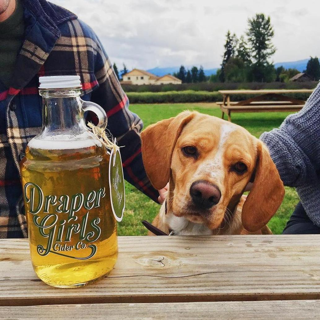 Matt and Caroline's dog, Pete, enjoying his time at the fruit loop in Hood River shortly after being adopted in 2018 when he was 3. Pete loves short hikes, electric blankets, and Doodle.