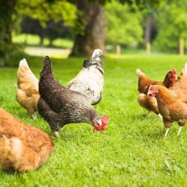 Chickens Fund