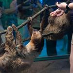Ripley's Aquarium of Myrtle Beach