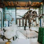 Witte Museum