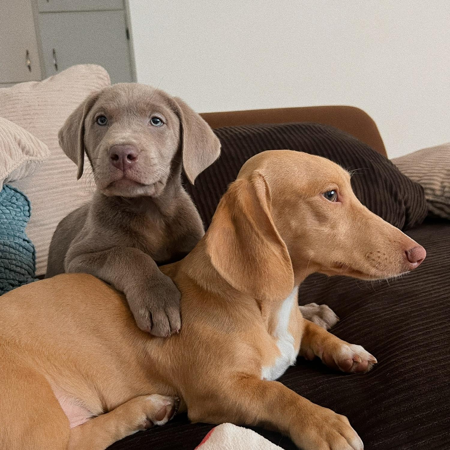 Kona's first day home