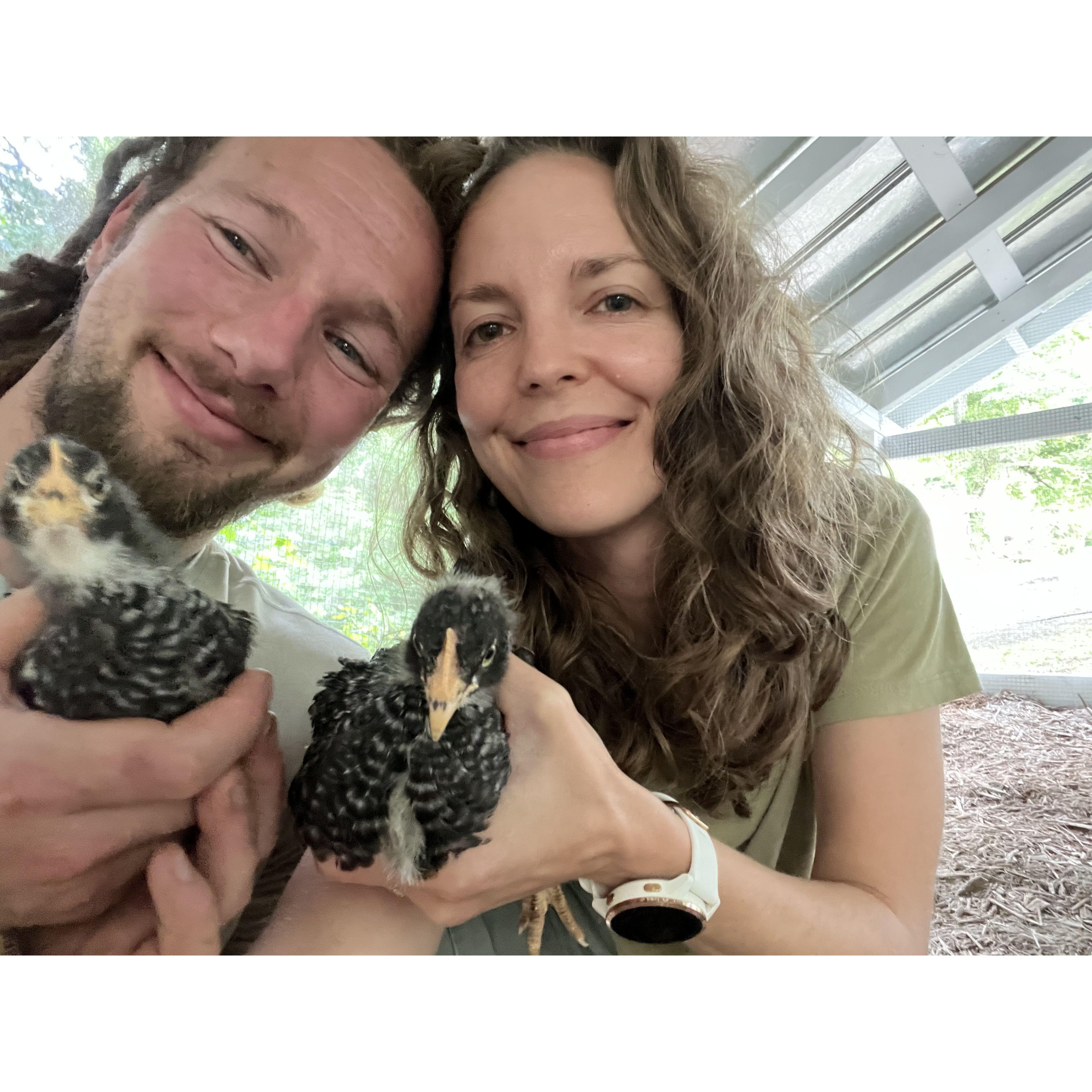 Our first flock of chickens in our Chattanooga home
