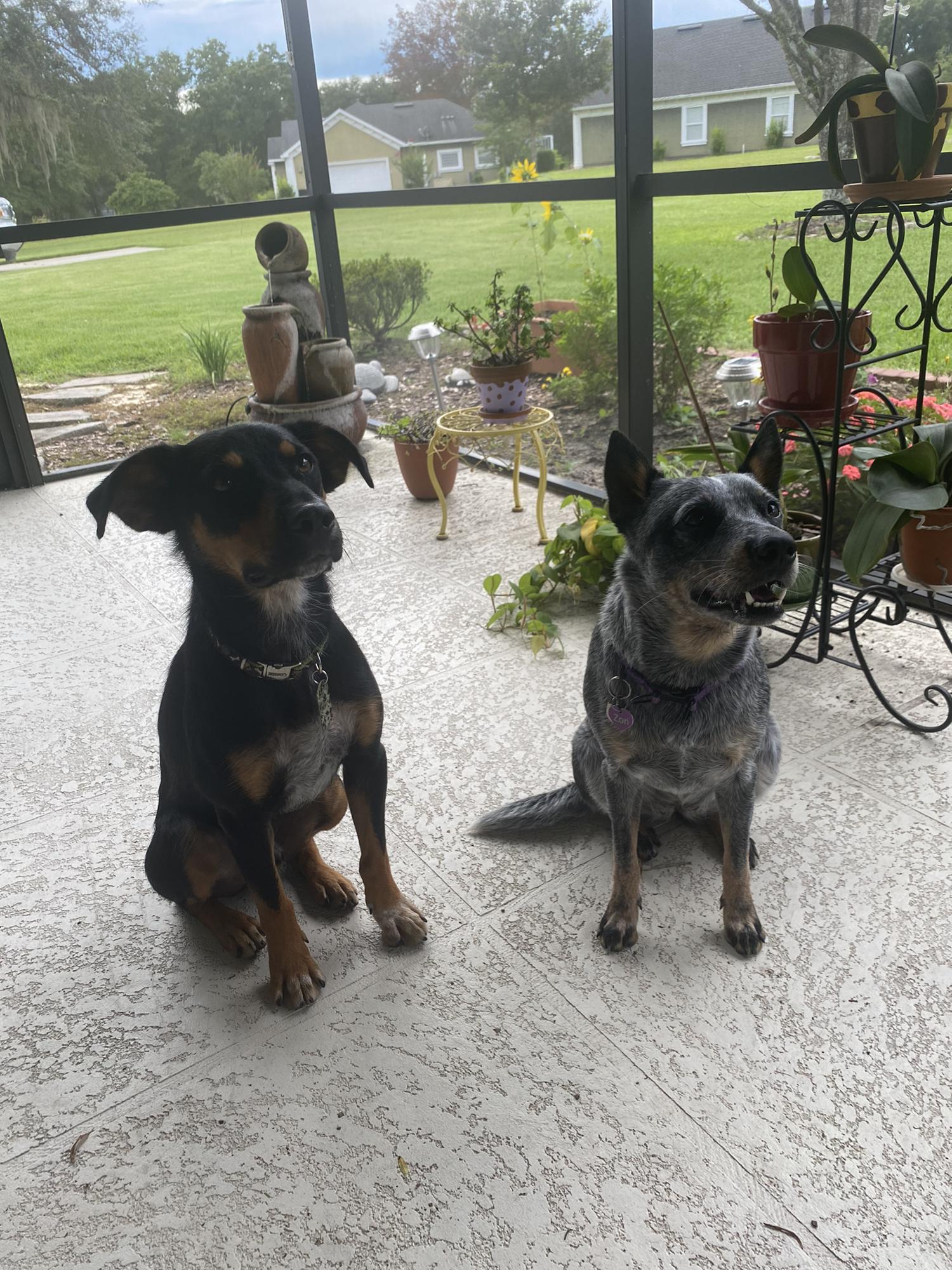 Buttons and Zori