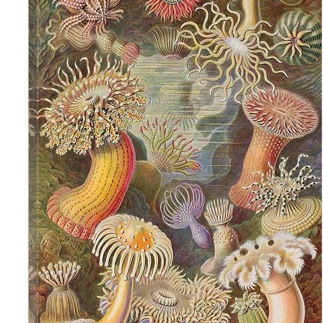 ARTCANVAS Actiniae Sea Anemones 1904 Canvas Art Print by Ernst Haeckel - 26" x 18" (0.75" Deep)
