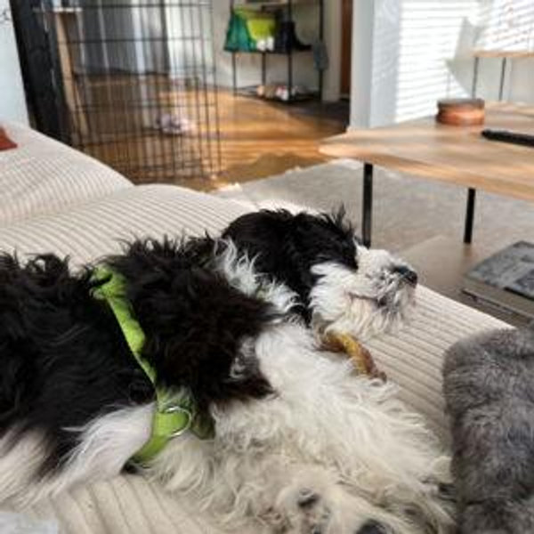 The Snuggle Spot Fund (Featuring Enzo)
