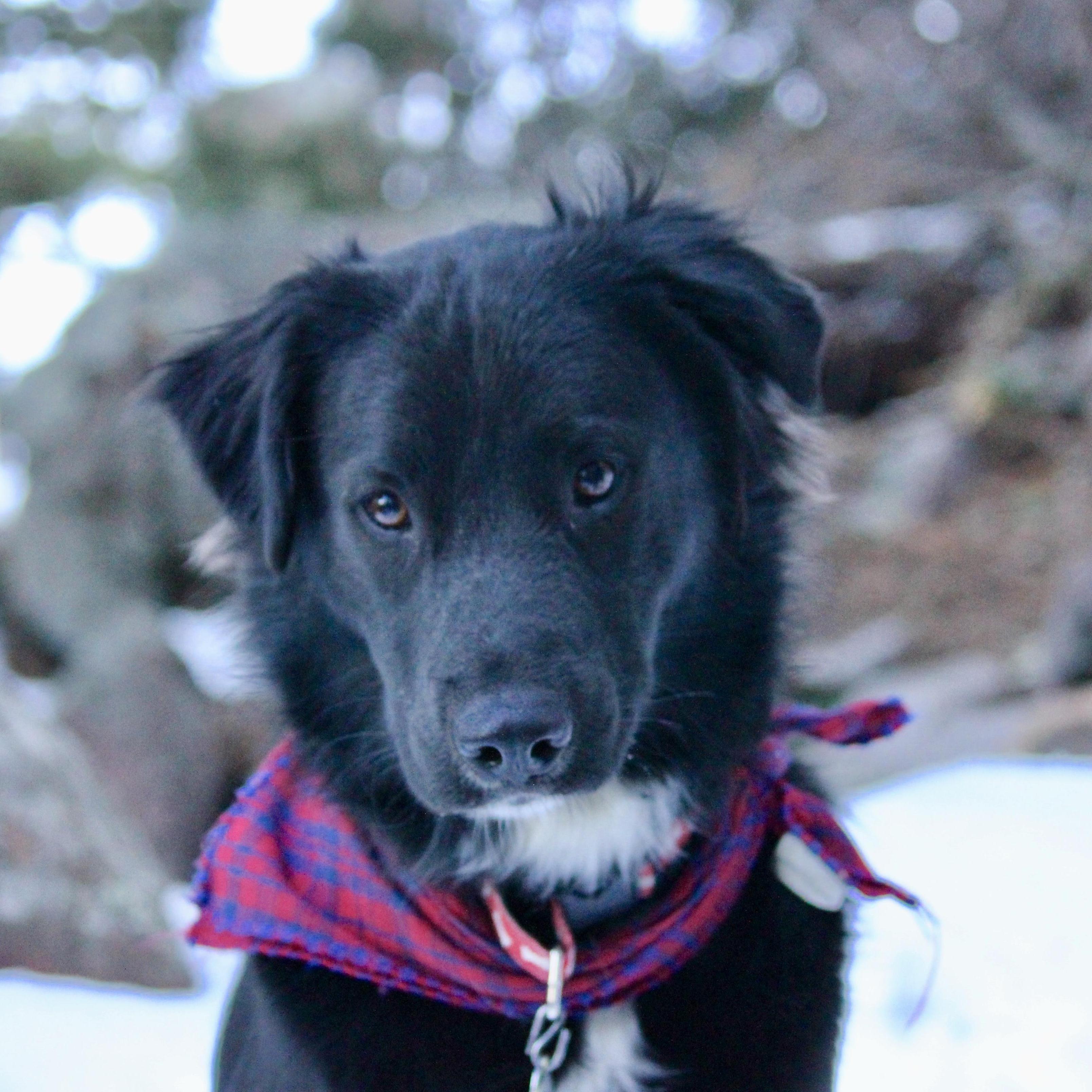 In 2017, we adopted out sweet Border Collie Mix, Nemo! If there's anyone who might love our hiking lifestyle more than Nick, it's Nemo!