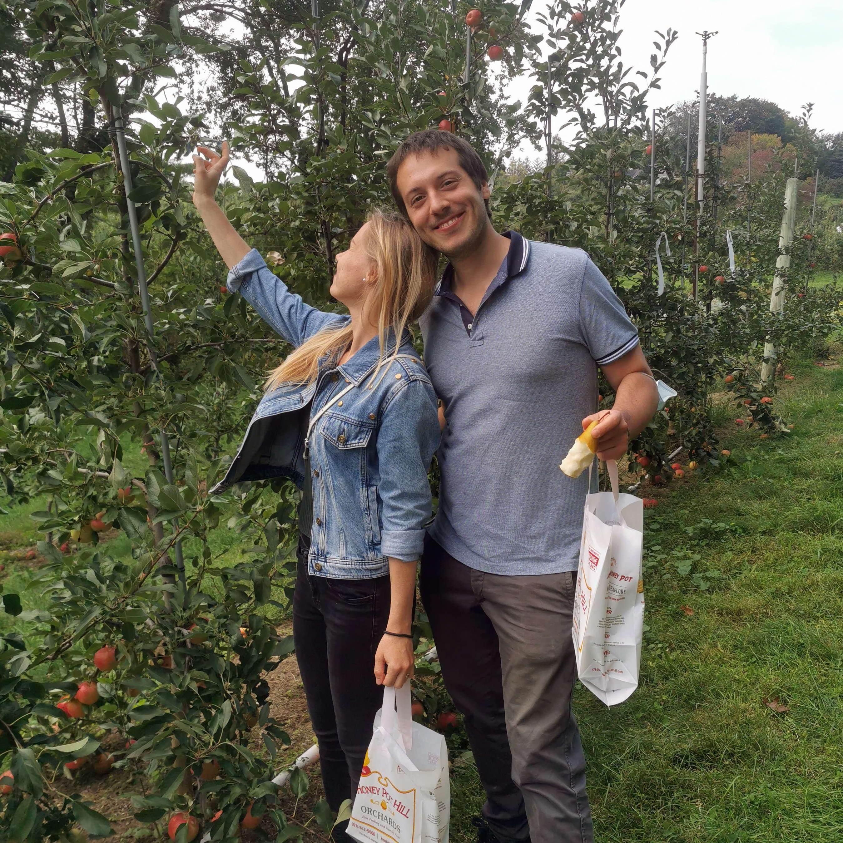 Apple picking in New England - Äpfel pflücken in Neuengland -  La raccolta delle mele nel New England
