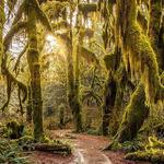 Hoh Rain Forest