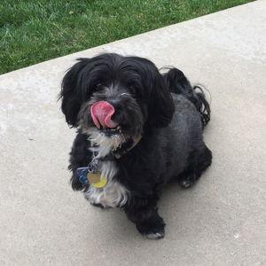 Boulder Humane Society - Donation