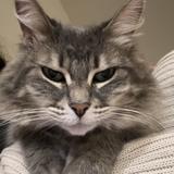 Mira’s Cat Café - The Cat Lounge Rescue and Adoption Center