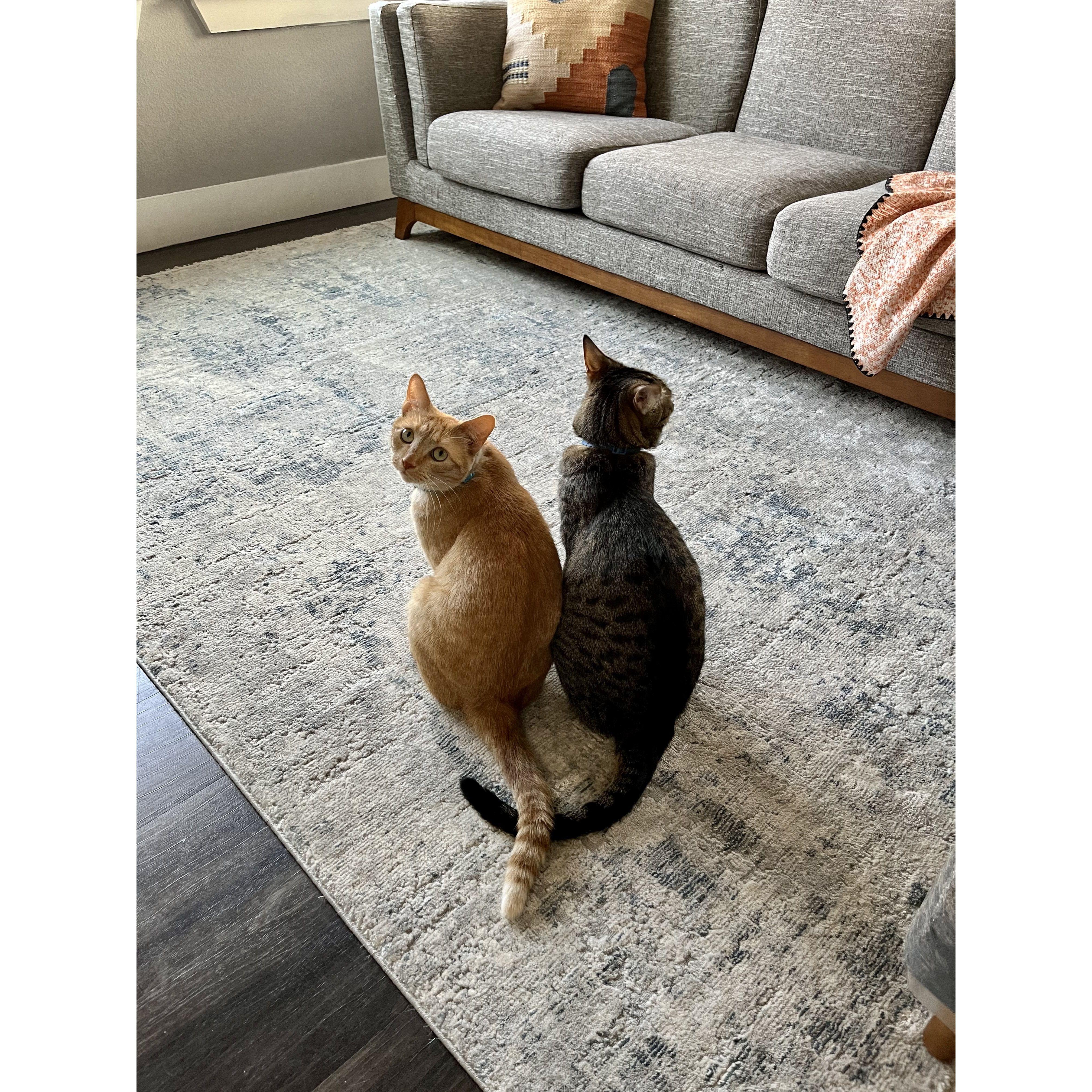 Summer 2022 - Gertrude + Winston became bffs <3