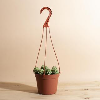 Burrito Sedum Hanging Succulent