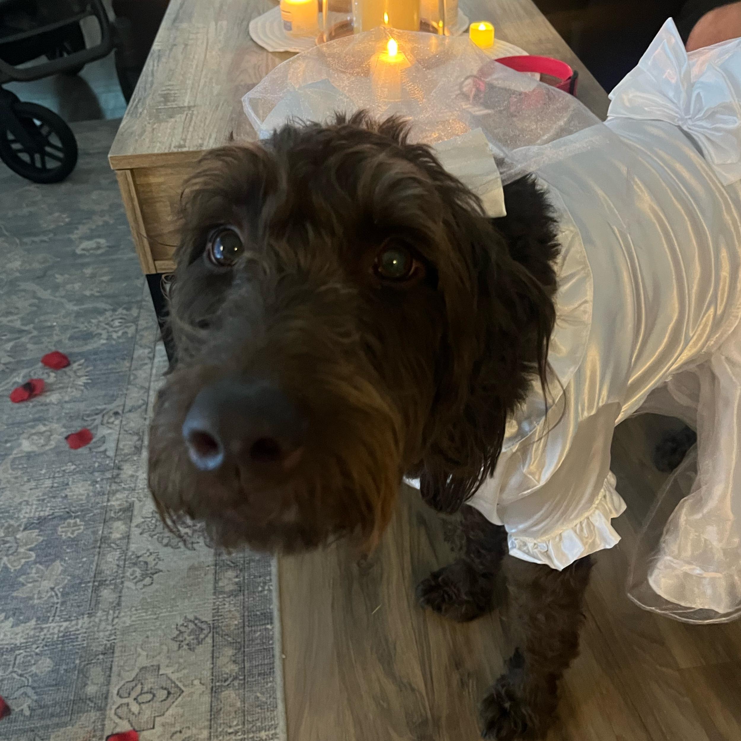 Pet Boarding For Our Honeymoon