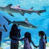 OdySea Aquarium