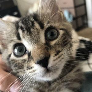 Treats for Louie