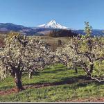 Hood River Fruit Loop