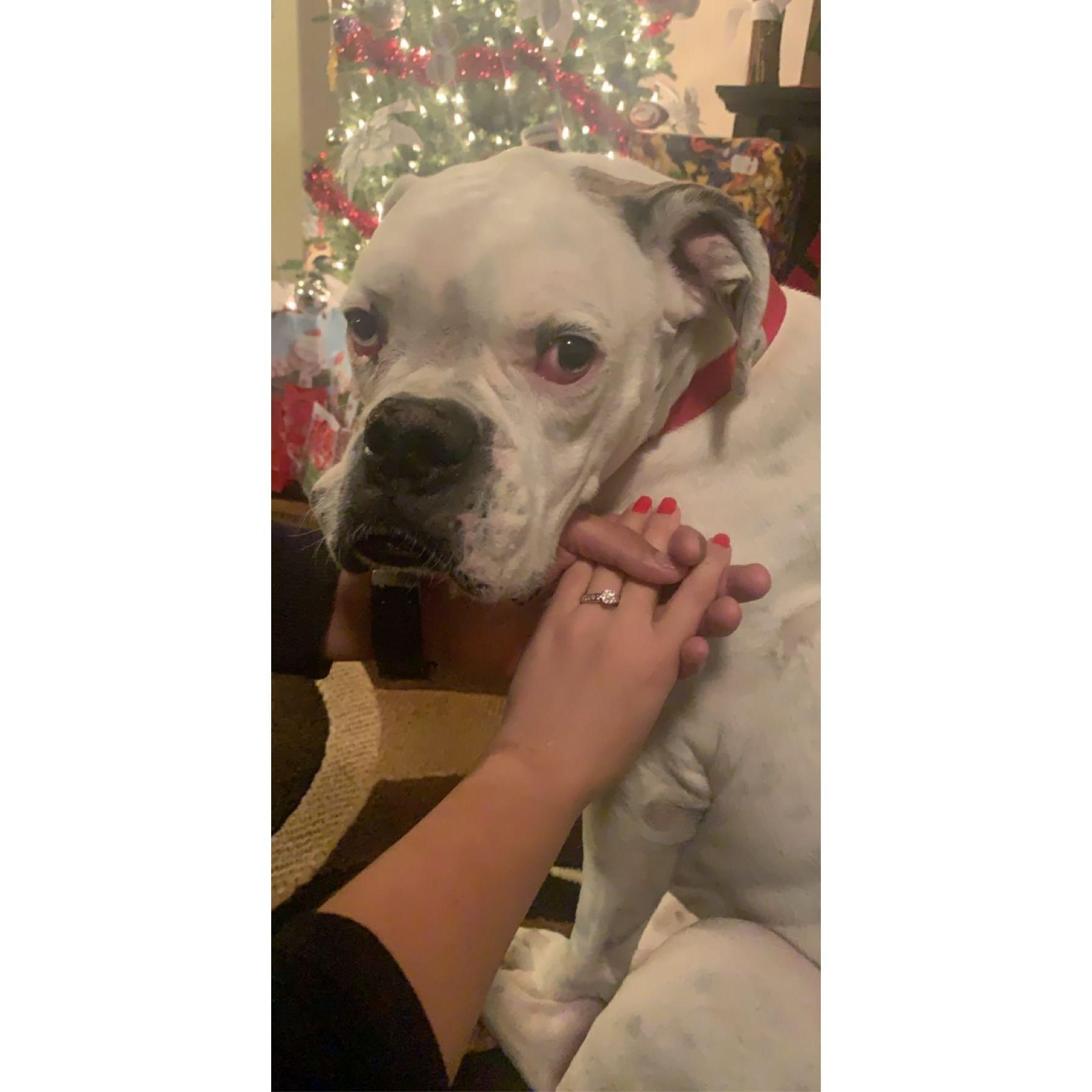 Spotty’s reaction to the Engagement..